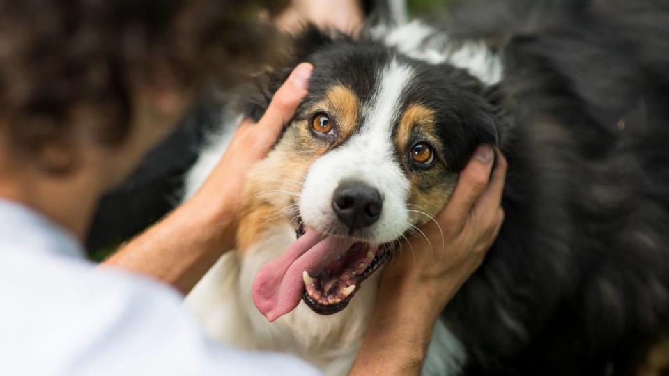 Why does my dog lick me when I pet her? It might because they are looking for some attention like this dog is.