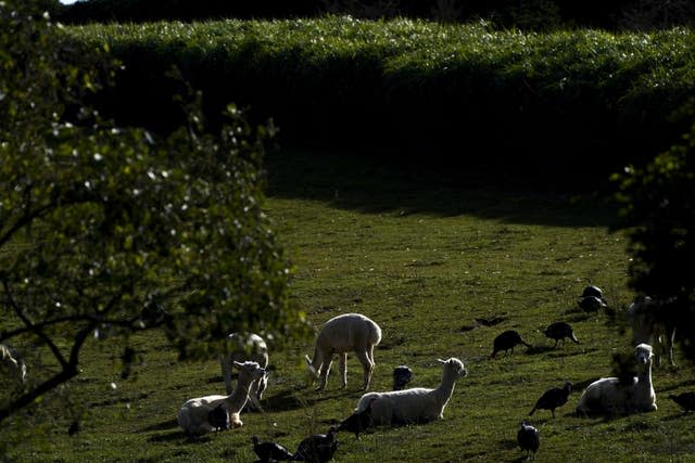 Alpacas guard turkeys on farm