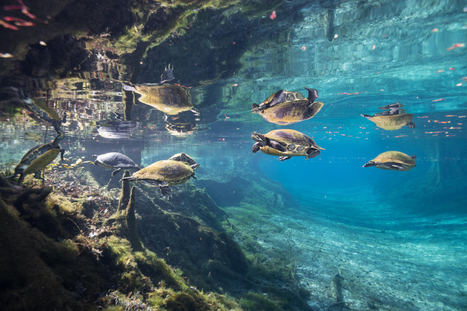 River cooters hover in the clear water at Ginnie Spring along the Santa Fe River. The grasses have disappeared at Ginnie, and now green algae carpet the edges of the spring. (Photo: Jennifer Adler)