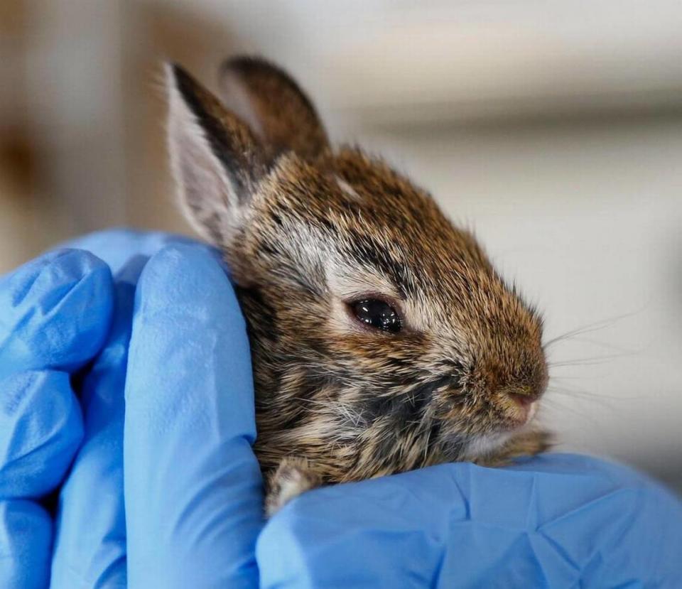 A 2-week-old bunny was brought in after a house cat attacked it. Bunnies often don’t survive cat bites because of the bacteria in the saliva. This one was being treated with antibiotics.