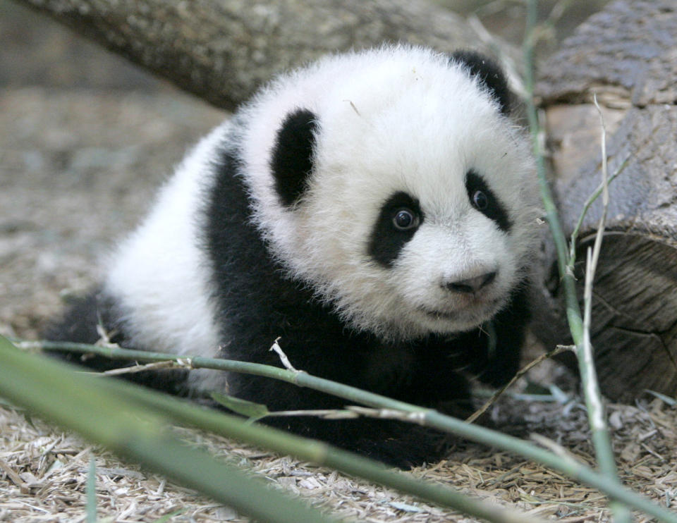 FILE - Mei Lan, a giant panda born at Zoo Atlanta Sept. 6, 2006, explores her new habitat during a preview for the media Jan. 12, 2007, in Atlanta. Panda lovers in America received a much-needed injection of hope Wednesday, Nov. 15, 2023, as Chinese President Xi Jinping said his government was “ready to continue” loaning the black and white icons to American zoos. (AP Photo/John Bazemore, File)