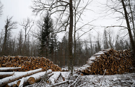 Logged trees are seen at one of the last primeval forests in Europe, Bialowieza forest, near Bialowieza village, Poland February 15, 2018. Picture taken February 15, 2018. REUTERS/Kacper Pempel