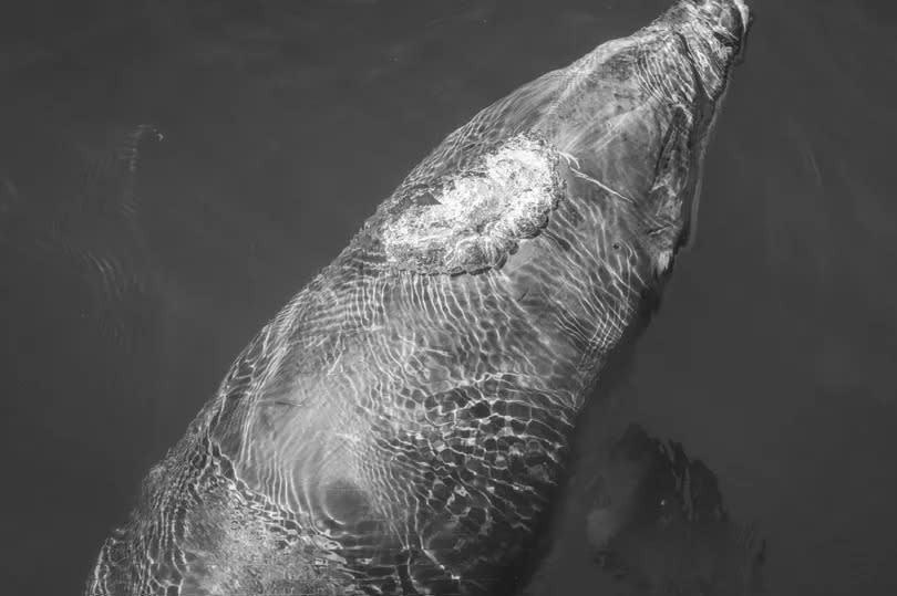 The huge fish from above -Credit:Stephen Dunbar