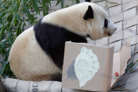 Panda Bao Bao eats dumplings during a farewell event at the National Zoo in Washington, DC, February 16, 2017. Bao Bao will soon be moved to China. REUTERS/Aaron P. Bernstein