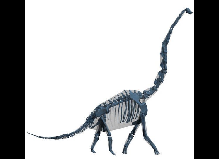 Computer "skin and bones" model of Brachiosaurus. In analysis of computer models of modern mammals, they are about 20 percent smaller than the animals in real life.