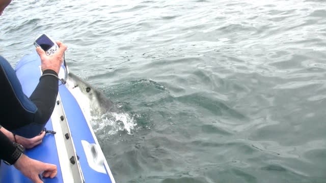 Great white shark attacks inflatable boat terrifying tourists