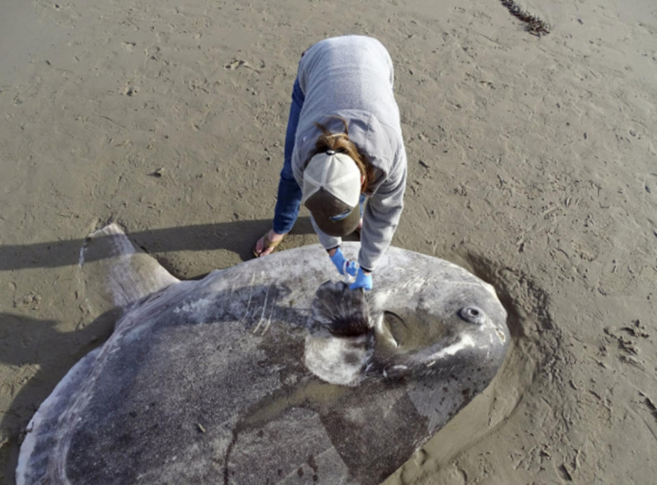 A two-metre sea creature has washed up on a beach in Southern California. Photo: AP