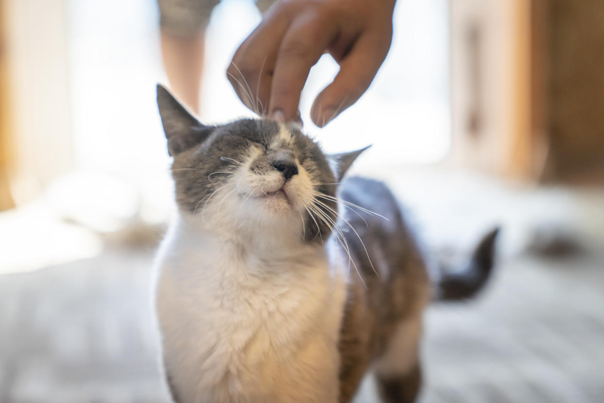 The cat is slightly scratched on its head with a human hand. The animal is happy. A photo in the available light at home