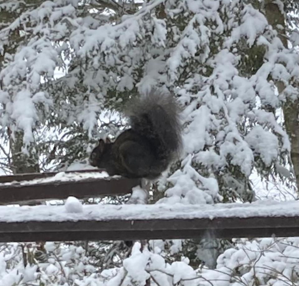 A black squirrel at Carole Gariepy's birdfeeder in Phillipston.