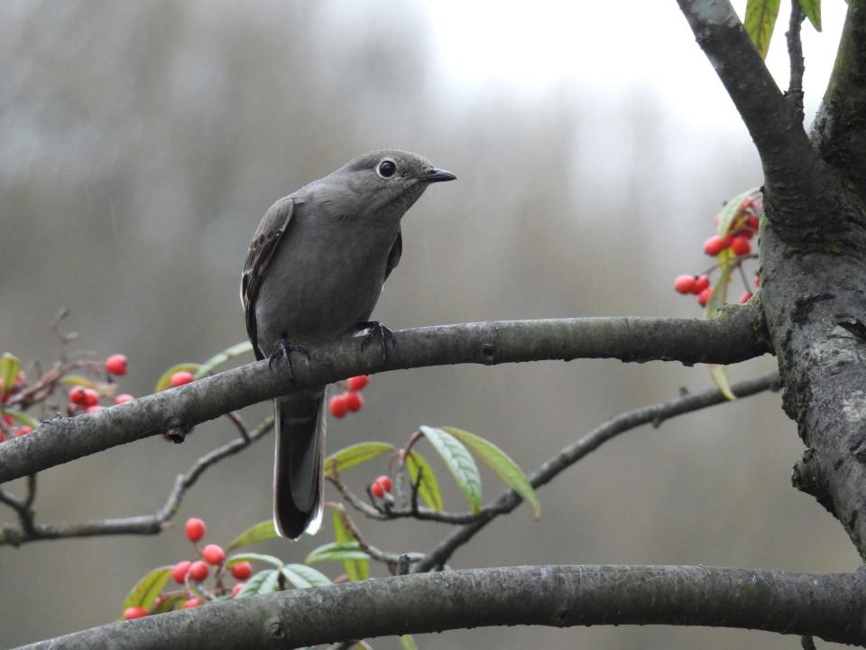 Townsend’s solitaire is a small, elegant songbird of the western mountain forests. It showed up as an accidental at Clingmans Dome in 2021 and was added to the park list.