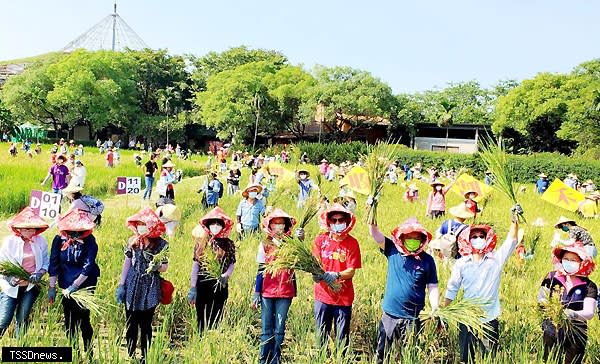 六堆園區秋收祭活動，昨日由廖婉汝、鍾孔炤、莊瑞雄、何金樑（右一至右四）等人及三百多名親子，一起捲袖下田割禾，完美落幕。<br /><br />（記者陳真攝）