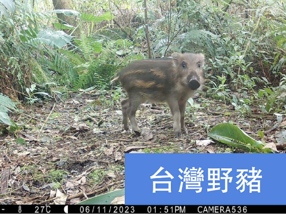 透過科技儀器拍攝到台灣野豬，顯現成果。（圖：花蓮林保分署提供）