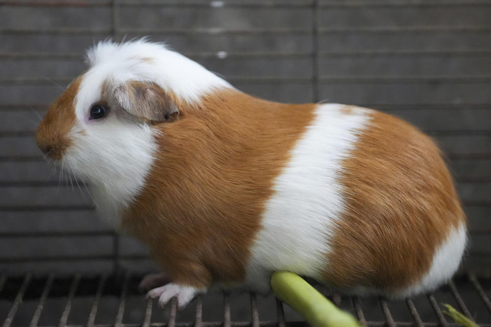 A Peru Guinea Pig stands at an agricultural research farm where breeding animals are raised for distribution to farms across the country, in Lima, Peru, Thursday, Oct. 3, 2024. Peruvian guinea pigs, locally known as 'cuy,' have been traditionally raised for meat consumption since pre-Inca times. (AP Photo/Guadalupe Pardo)