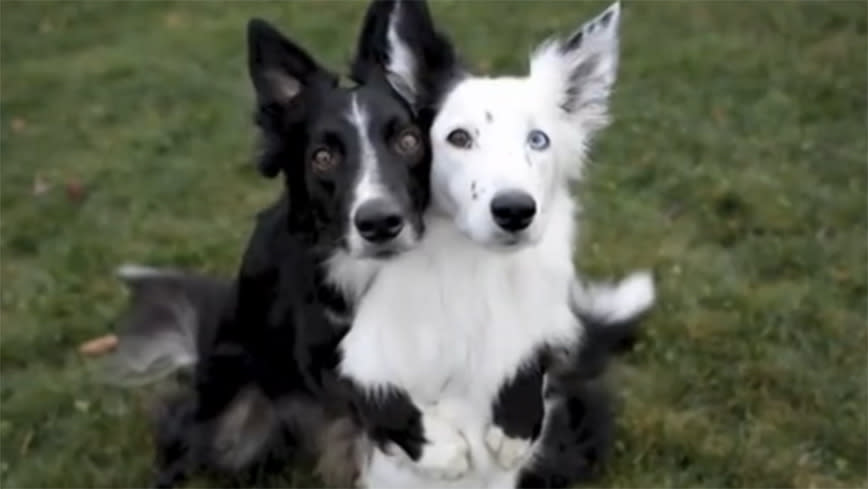 Dogs pose for heart-melting photo session!