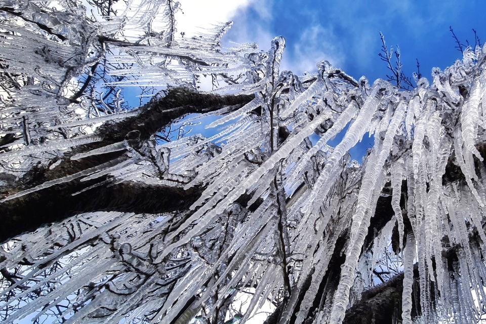 Ice blankets trees at dawn during a cold snap in Sao Joaquim, Brazil, Wednesday, July 28, 2021. A fierce cold snap on Wednesday night prompted snowfall in southern Brazil where such weather is a phenomenon. (AP Photo/Mycchel Legnaghi) ORG XMIT: XEP114