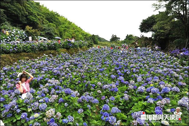 陽明山竹子湖繡球花地圖懶人包~2015/6/9花況（上篇）