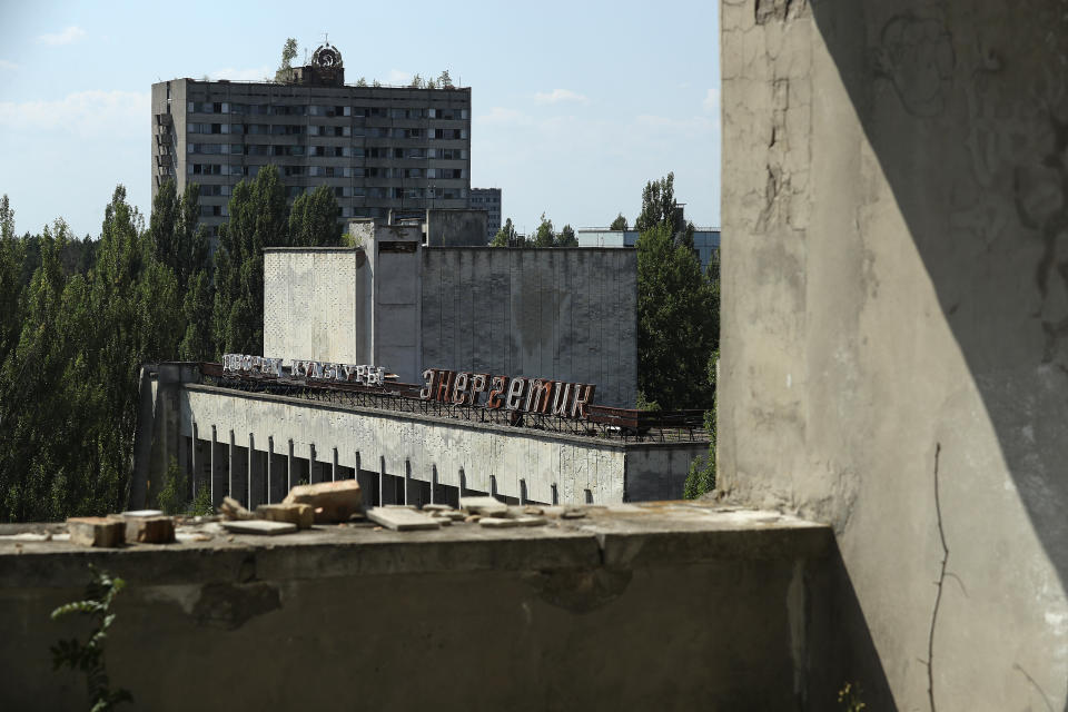 The stray dogs of Chernobyl