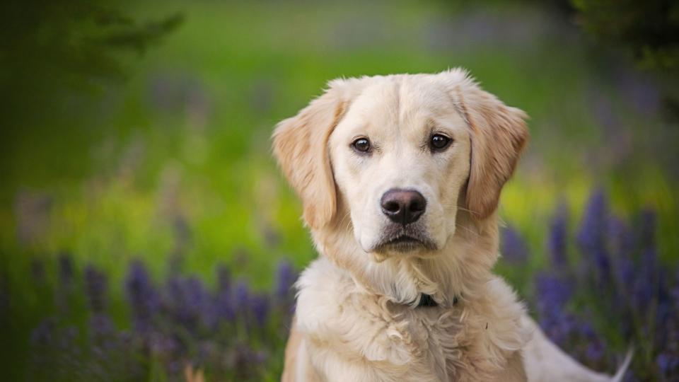 Golden Retriever portrait