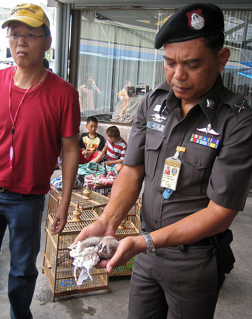 This handout photo shows a Royal Thai police officer holding a slow loris during a raid with wild life rescuer at the Chatuchak market in Bangkok on March 22, 2008. | AFP/Getty Images