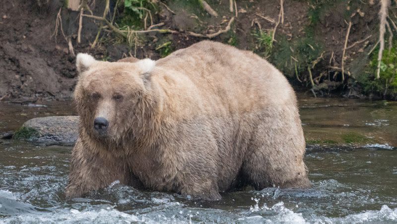 128 Grazer, a brown bear, stands in a river at Katmai National Park & Preserve on Sept. 14, 2023. Grazer was crowned the champion of 2023’s Fat Bear Week.