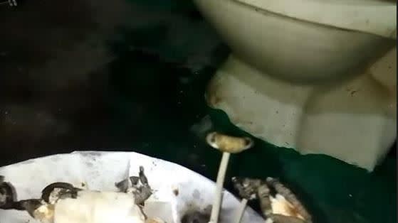 垃圾桶長出多株香菇。（圖／翻攝自爆廢公社二社）