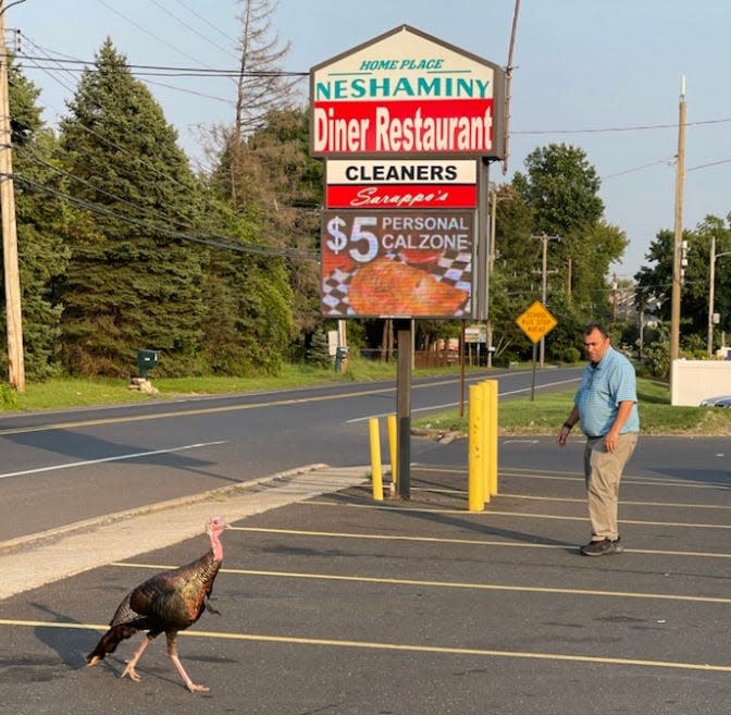 Riza Igdeli, owner of the Neshaminy Diner Restaurant on Bristol Road, approaches Ben the Turkey in an undated photo from 2021. The wild bird has become a phenom as it wanders Bensalem's highways, hanging out at the shopping center.