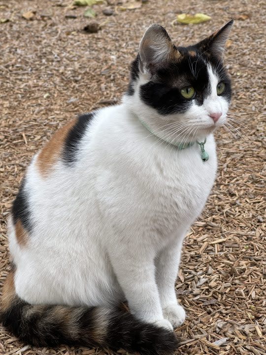 Cat in wood chips.