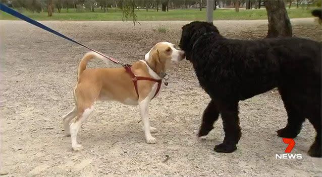 Nula the golden retriever cost her new owners $6000 in expenses after they fell victim to a scam. Source: 7 News