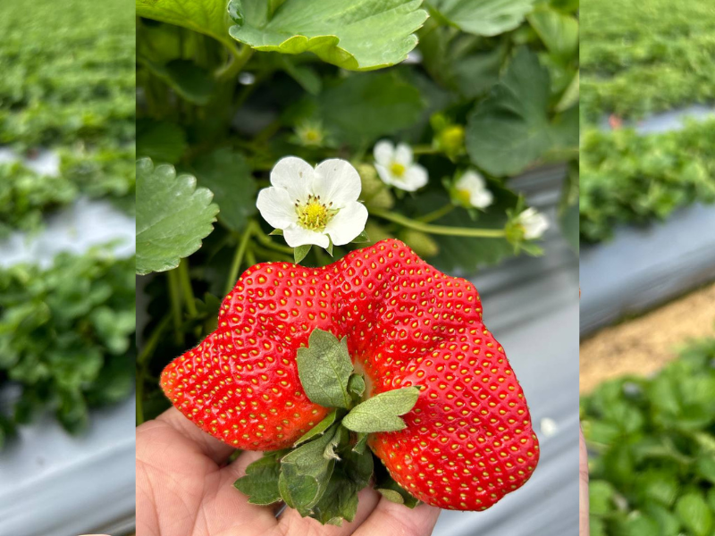 草莓直接土種，口感更加紮實、甜度更高。（圖/ 馥郁芳昀嚴選草莓宅配提供）