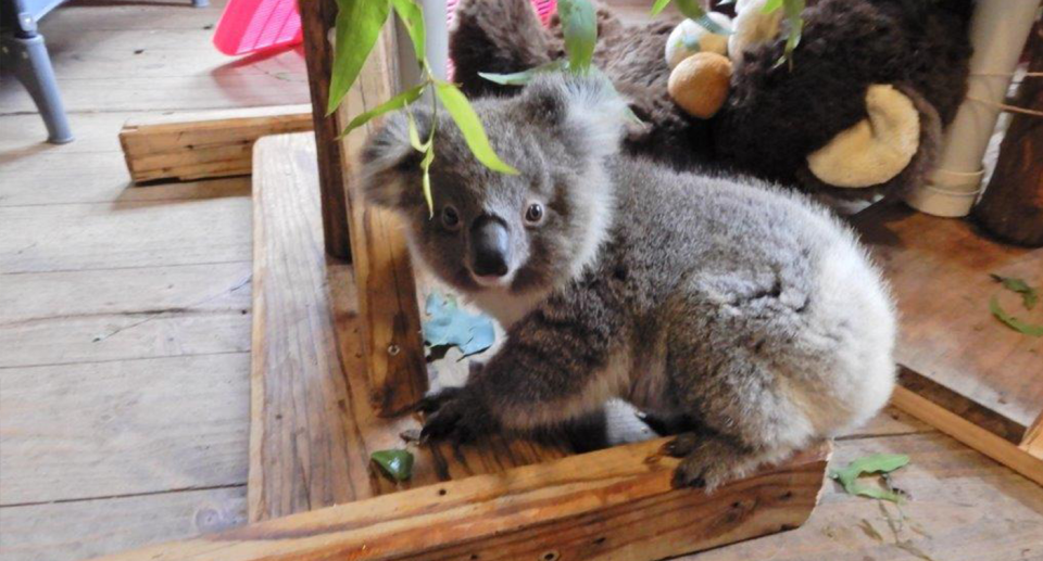 A Strzelecki koala in care after losing his mother. Source: Susie Zent