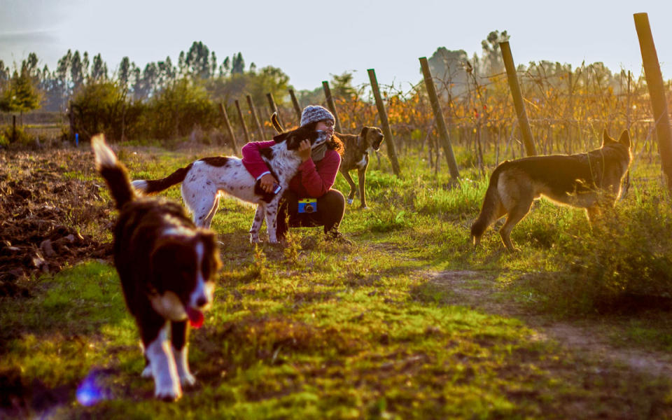 Dagne y los perros – Foto: #EmigranteErrático