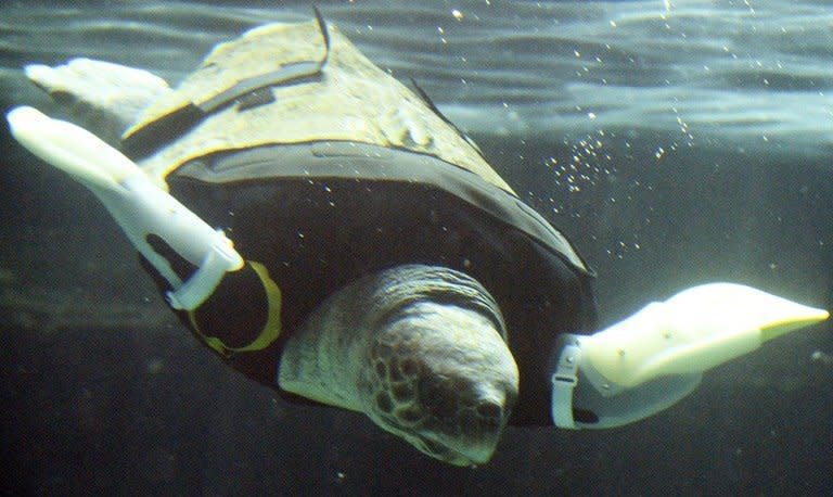 Yu, a female loggerhead turtle, swims after receiving her 27th pair of artificial front legs at the Suma Aqualife Park in Kobe on February 12, 2013. Yu lost her front legs during a shark attack. The rubber limbs are attached to a vest slipped over her head, said the aquarium's curator, Naoki Kamezaki