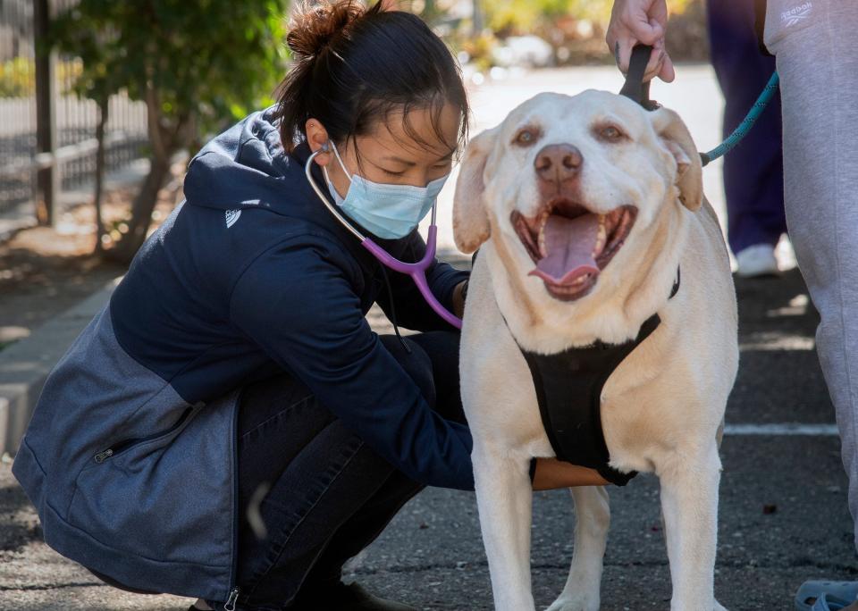 Veterinarian Dr. Sophie Liu, left, examines 9-year-old yellow Labrador Rex at the EllVet Project's stop at the Salvation Army in Stockton on Monday, June 13, 2022. As the mystery dog illness sweeps the US, chloramphenicol is being looked at as a potential cure.