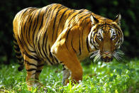 <p><strong>Le tigre de Malaisie</strong><br>Vivant au sud de la péninsule Malaise, ce félin plus petit que son cousin du Bengale, a été pendant longtemps la cible du braconnage. Il y’a quelques années encore, ce tigre était tué pour sa viande, mais aussi pour ses os utilisés dans la médecine traditionnelle. Crédit photo : Getty </p>