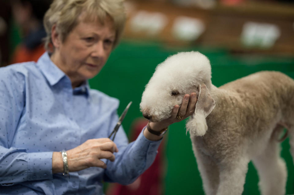 Est-ce un mouton ou un Bedlington terrier ? On vous laisse trancher (Edition 2018).