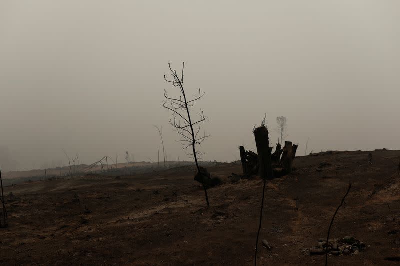 A wildfire burns in Chile