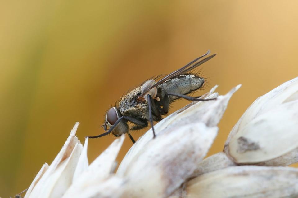 10) Cluster Fly