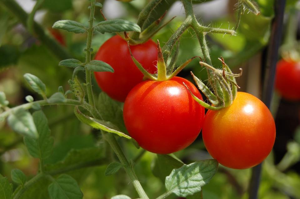 10) Cherry Tomato