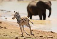 A zebra foal carouses near its herd at a waterhole in Addo National Park in Addo, South Africa.