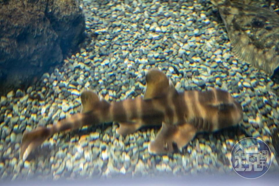 喜歡躲在水缸底部的日本異齒鯊，體型十分嬌小。