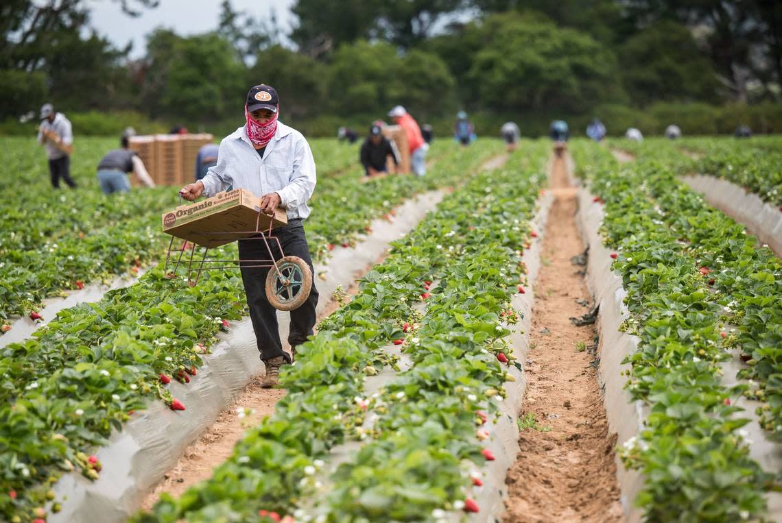 Farmworkers pick strawberries in May on the Ramos Farm on Ranport Road outside of Watsonville, a few miles from the Buena Vista Migrant Center. The center is one of California’s 24 farmworker housing centers, which provide state-subsidized housing for seasonal workers.