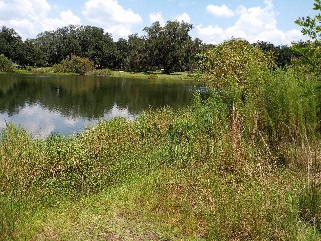 The shoreline of Pedrick Pond maintains a 10 foot “No Mow Zone.”
