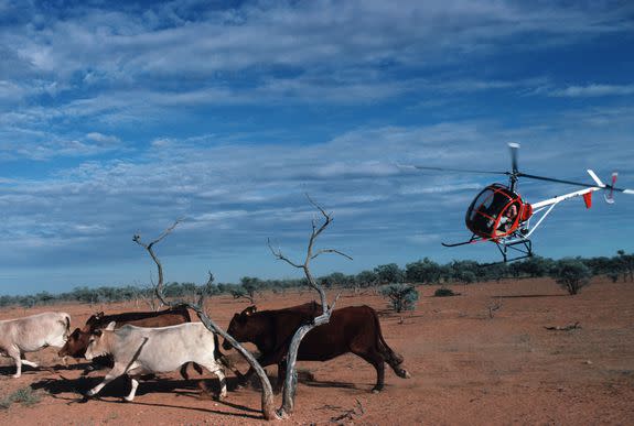 Mustering stock via helicopter is a necessity in certain parts of Australia where terrain is rough and properties huge.