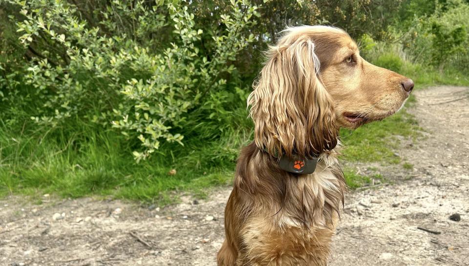 a photo of the PitPat GPS collar on a dog