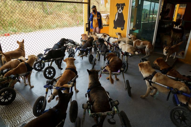 Disabled dogs in mobility aids wait before a daily walk at The Man That Rescues Dogs Foundation in Chonburi