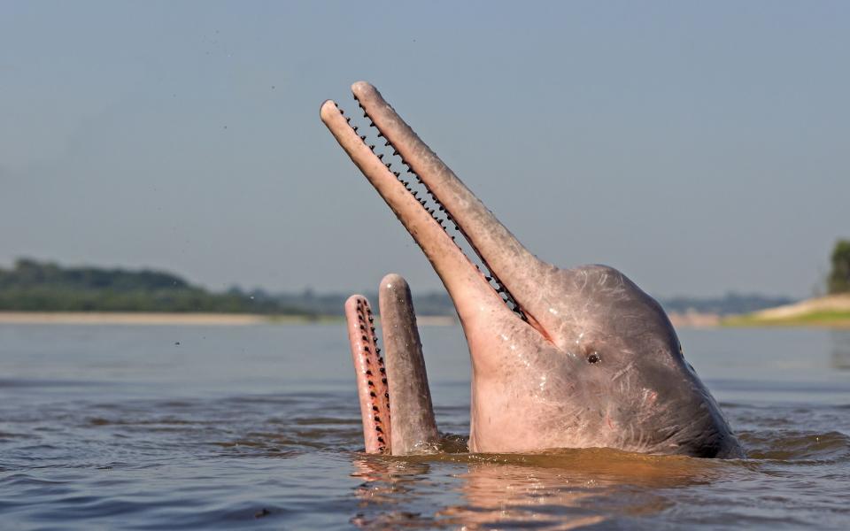 amazon pink river dolphin - getty