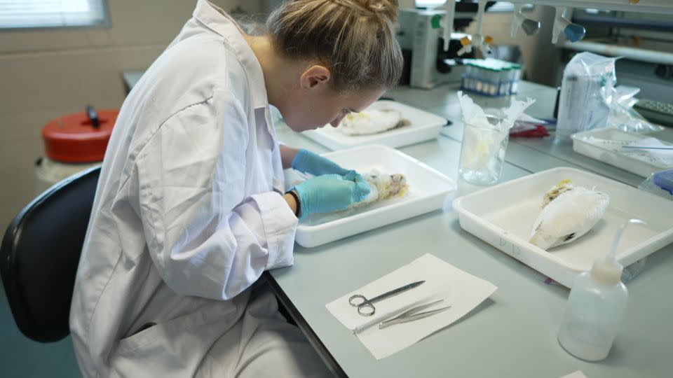 Andersson extracts DNA from a cockatoo carcass in the conservation forensics lab in the University of Hong Kong (HKU). - Tom Booth / CNN