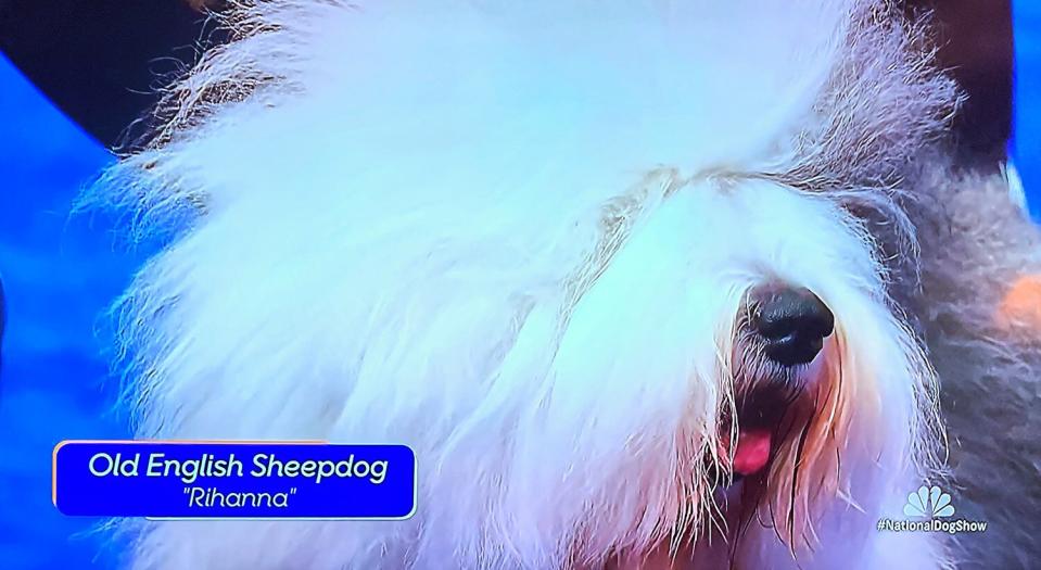 Old English Sheepdog 'Rihanna'