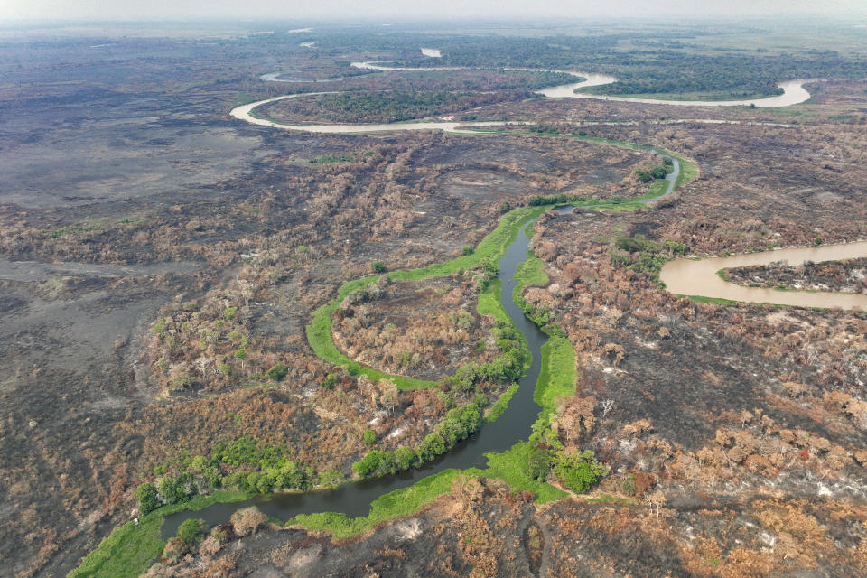 A recently burned area at the Encontro das Aguas park, the habitat of jaguars, at the Pantanal wetlands near Pocone, Mato Grosso state, Brazil, Friday, Nov. 17, 2023. Amid the high heat, wildfires are burning widely in the Pantanal biome, the world's biggest tropical wetlands. (AP Photo/Andre Penner)