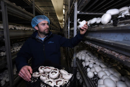 Kevin Reilly, owner of Reilly Mushrooms poses for a picture on his mushroom farm in Athlone, Ireland October 10, 2016. REUTERS/Clodagh Kilcoyne